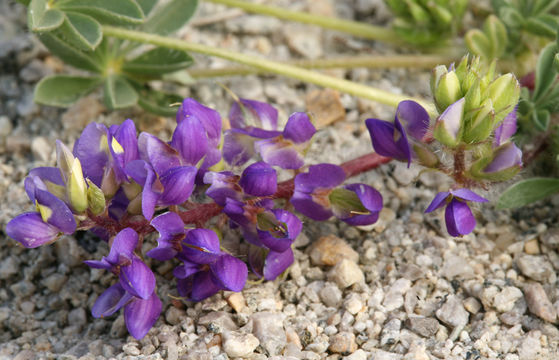 Imagem de Lupinus flavoculatus A. Heller