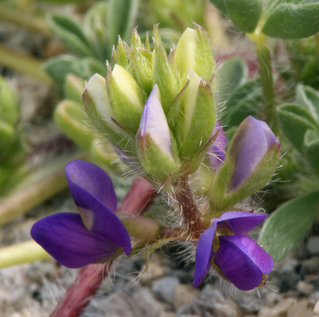 Imagem de Lupinus flavoculatus A. Heller