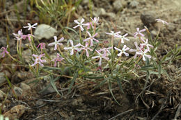 Image of cold-desert phlox