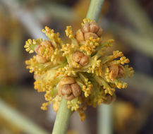 Imagem de Ephedra nevadensis S. Watson