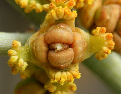 صورة Ephedra nevadensis S. Watson