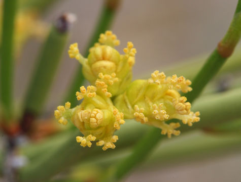 Imagem de Ephedra viridis Coville