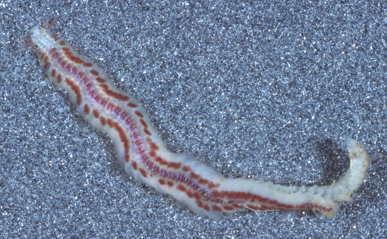 Sivun Paranaitis polynoides (Moore 1909) kuva