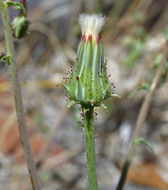 Imagem de Calycoseris parryi A. Gray