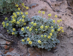 Image of matted buckwheat