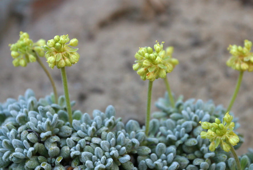 Image of matted buckwheat