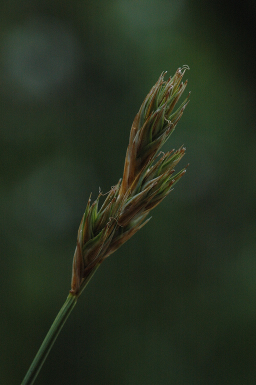 صورة Carex petasata Dewey