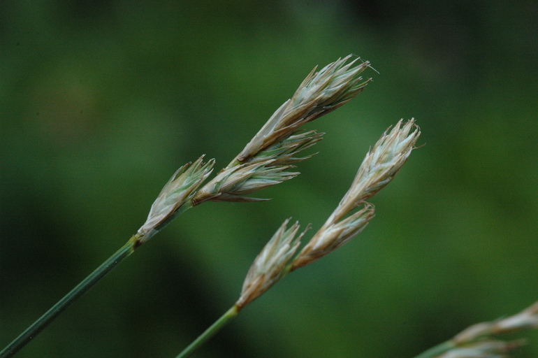 صورة Carex petasata Dewey