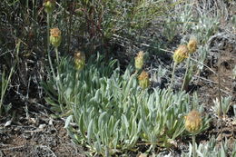 Image of woolly mock goldenweed