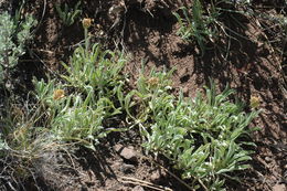 Plancia ëd Stenotus lanuginosus (A. Gray) Greene