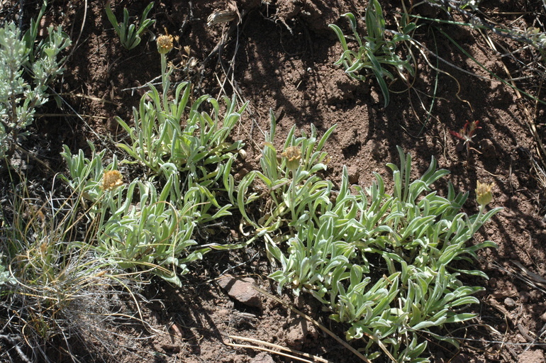 Imagem de Stenotus lanuginosus (A. Gray) Greene