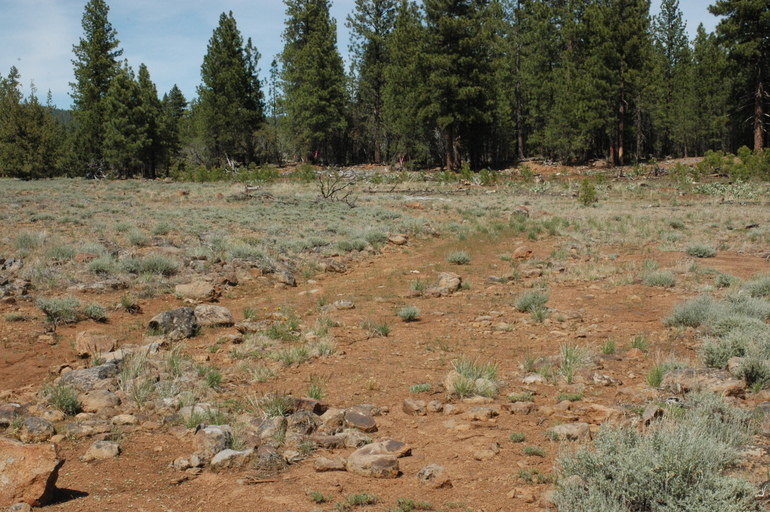 Image of woolly mock goldenweed