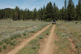 Image of woolly mock goldenweed