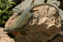 Image of common side-blotched lizard