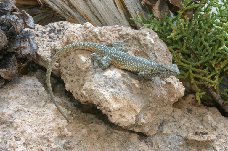 Image of common side-blotched lizard