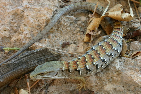 Image of Southern Alligator Lizard