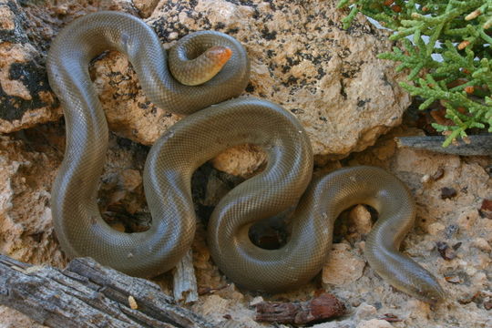 Image of Northern Rubber Boa