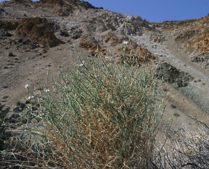 صورة Stephanomeria pauciflora (Torr.) A. Nels.