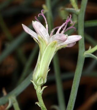 Image of brownplume wirelettuce