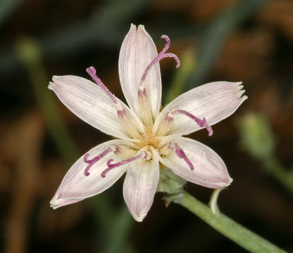 Image of brownplume wirelettuce