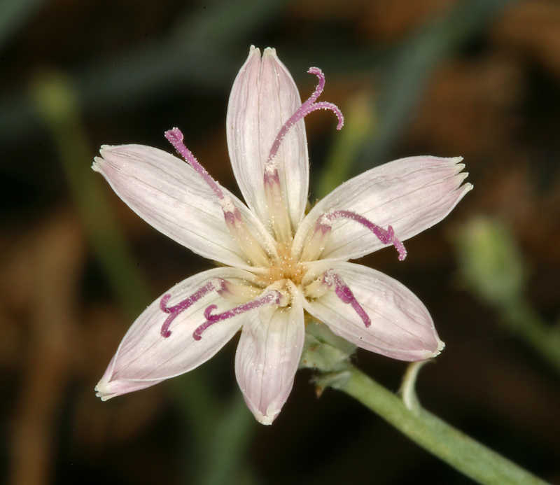 صورة Stephanomeria pauciflora (Torr.) A. Nels.