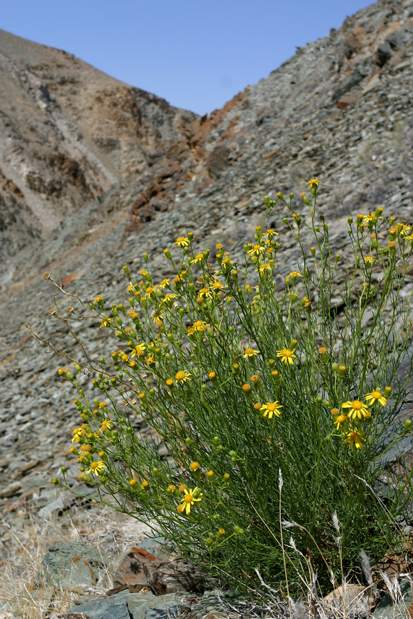 Image of smooth threadleaf ragwort