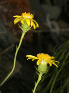 Image of smooth threadleaf ragwort