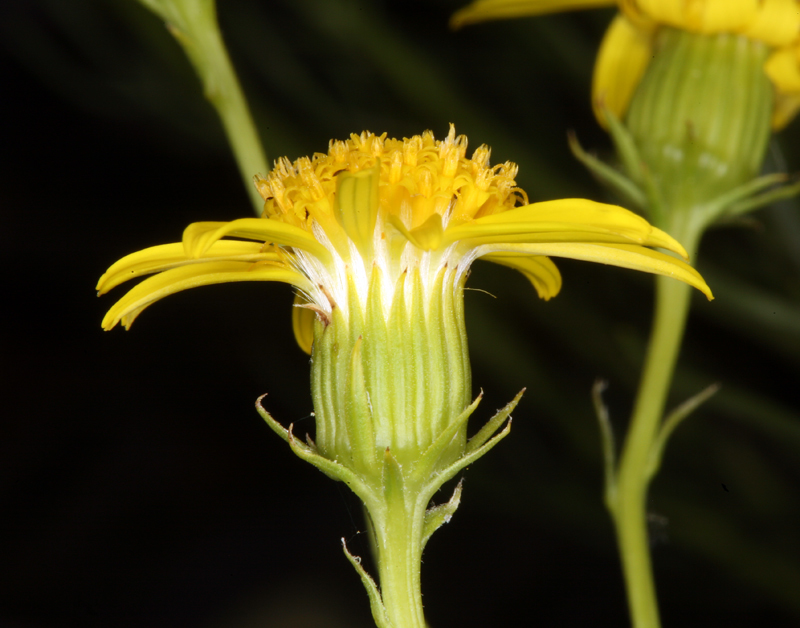 Image of smooth threadleaf ragwort