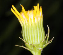 Image of smooth threadleaf ragwort