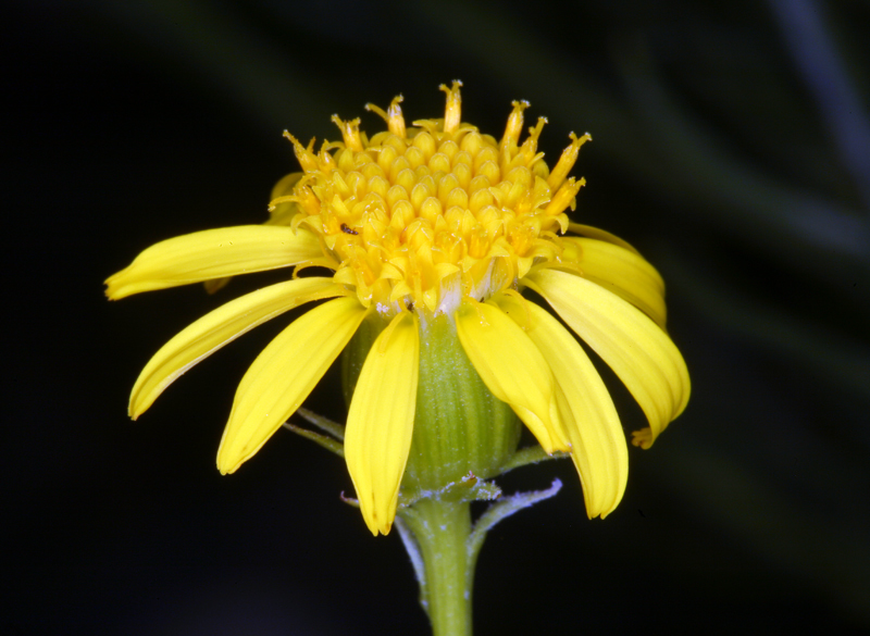 Image of smooth threadleaf ragwort