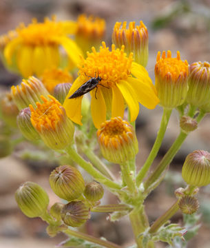 Image of lobeleaf groundsel