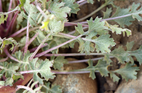 Image of lobeleaf groundsel