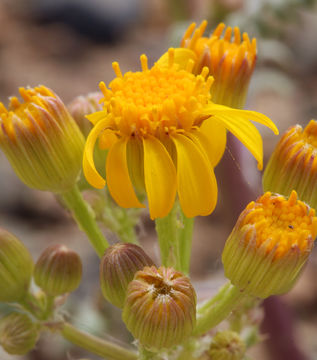 Image of lobeleaf groundsel