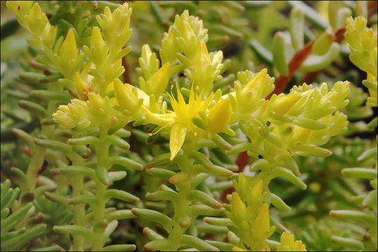 Слика од Sedum sexangulare L.