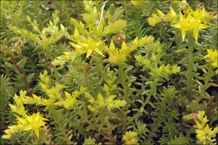 Слика од Sedum sexangulare L.