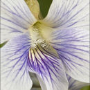 Image of <i>Viola sororia</i> var. <i>priceana</i>