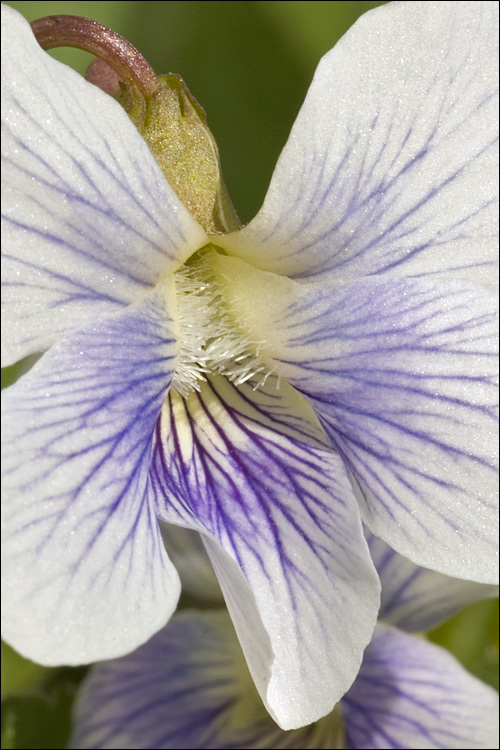 Image of <i>Viola sororia</i> var. <i>priceana</i>