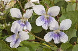 Image of <i>Viola sororia</i> var. <i>priceana</i>