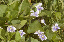 Image of <i>Viola sororia</i> var. <i>priceana</i>