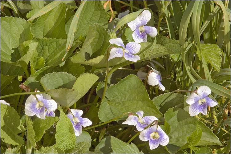 Image of <i>Viola sororia</i> var. <i>priceana</i>