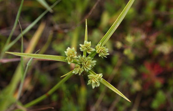 Слика од Cyperus eragrostis Lam.