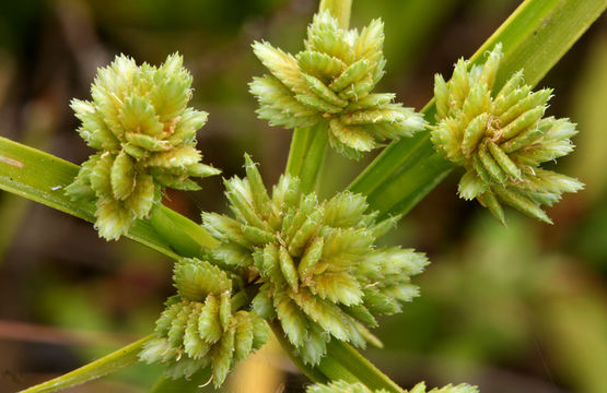 Plancia ëd Cyperus eragrostis Lam.