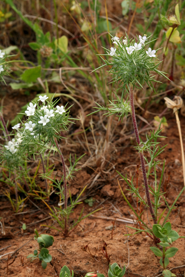 Image of needleleaf navarretia