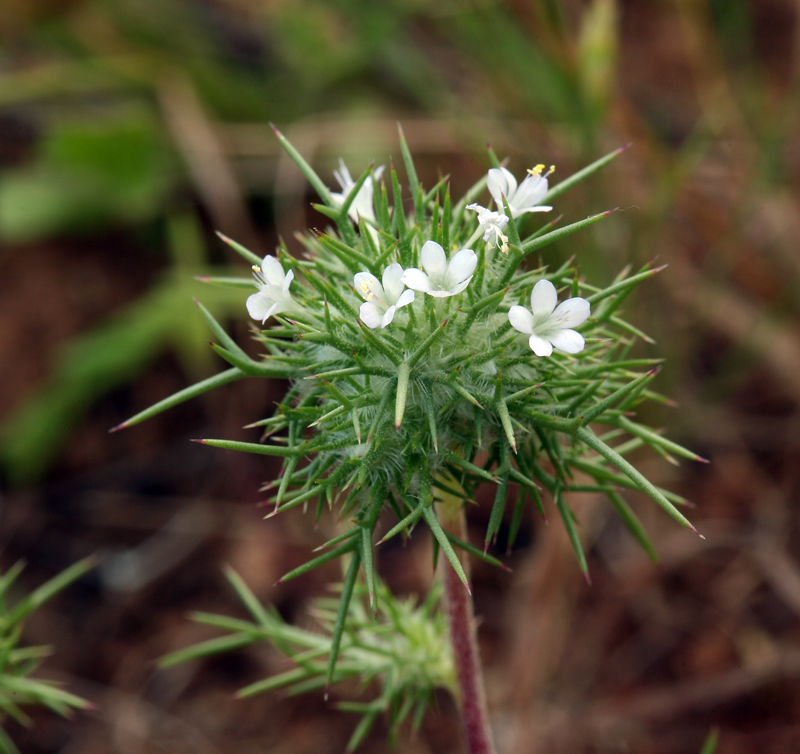 Image de Navarretia intertexta (Benth.) Hook.