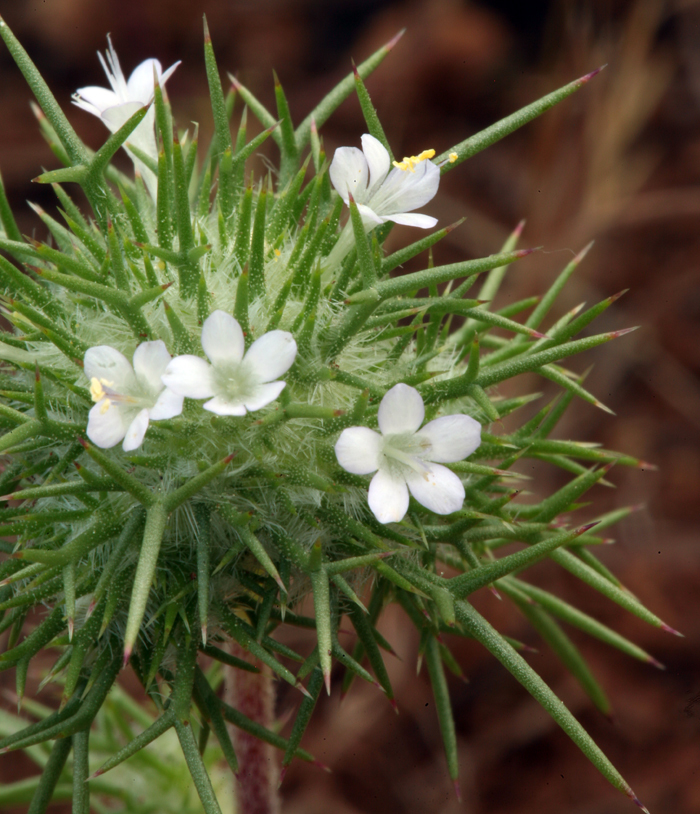 Image de Navarretia intertexta (Benth.) Hook.