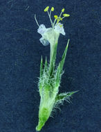 Image of needleleaf navarretia
