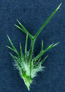 Image of needleleaf navarretia