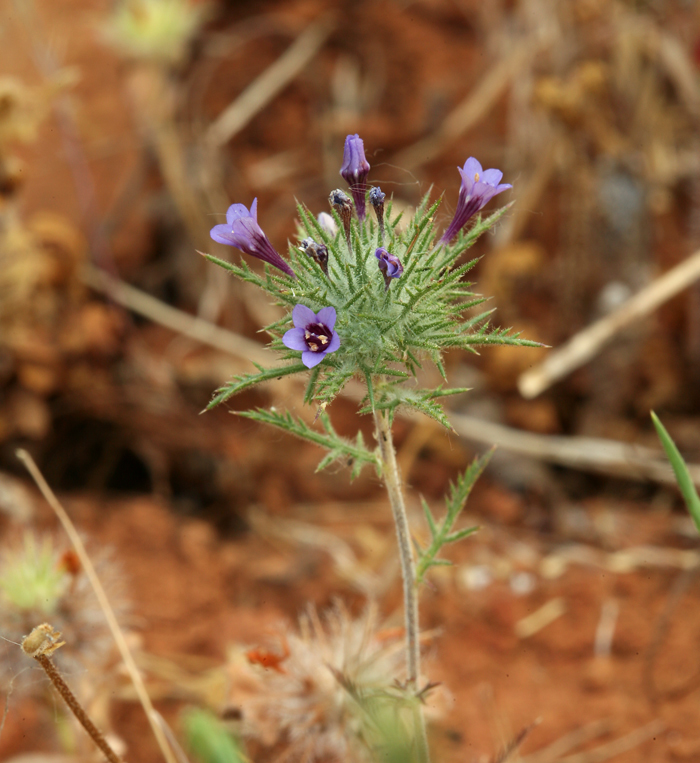 Image of downy pincushionplant