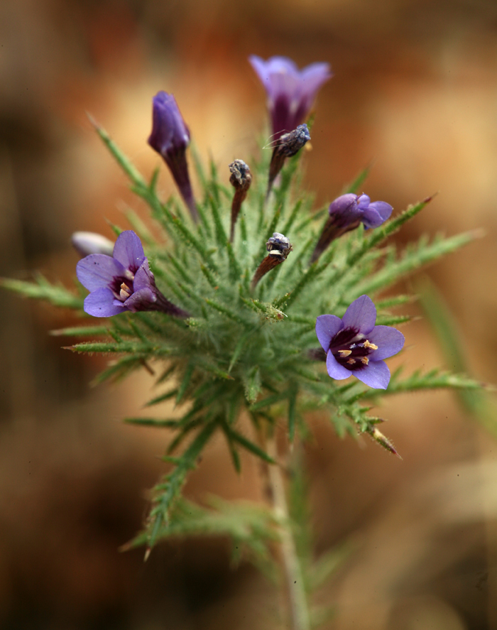 Image of downy pincushionplant