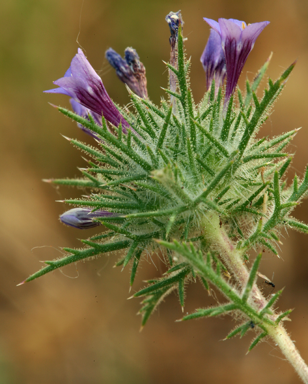 Image of downy pincushionplant